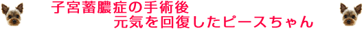 �q�{�~�^�ǂ̎�p�㌳�C���񕜂����s�[�X�����